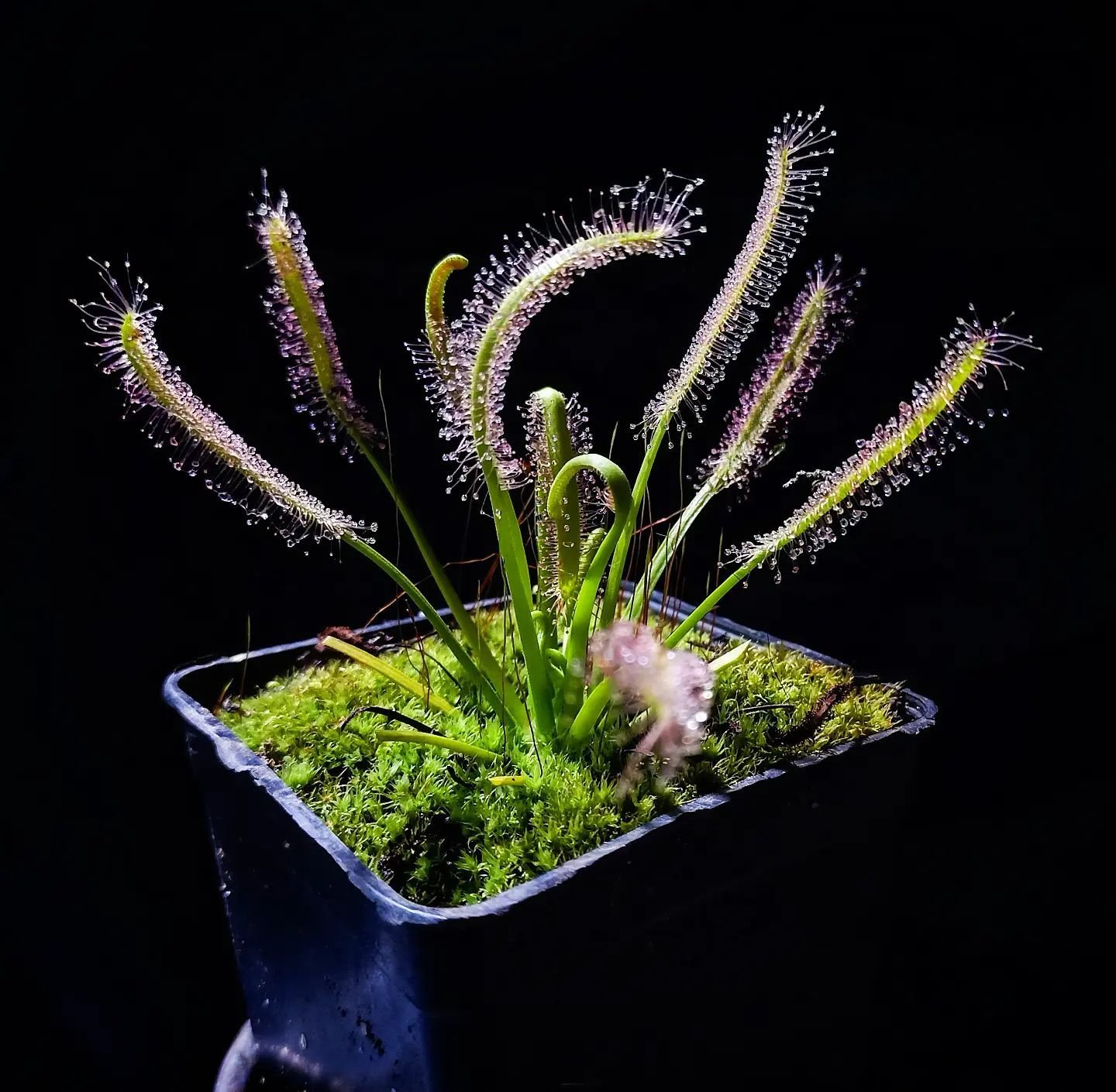 Drosera capensis ''alba''