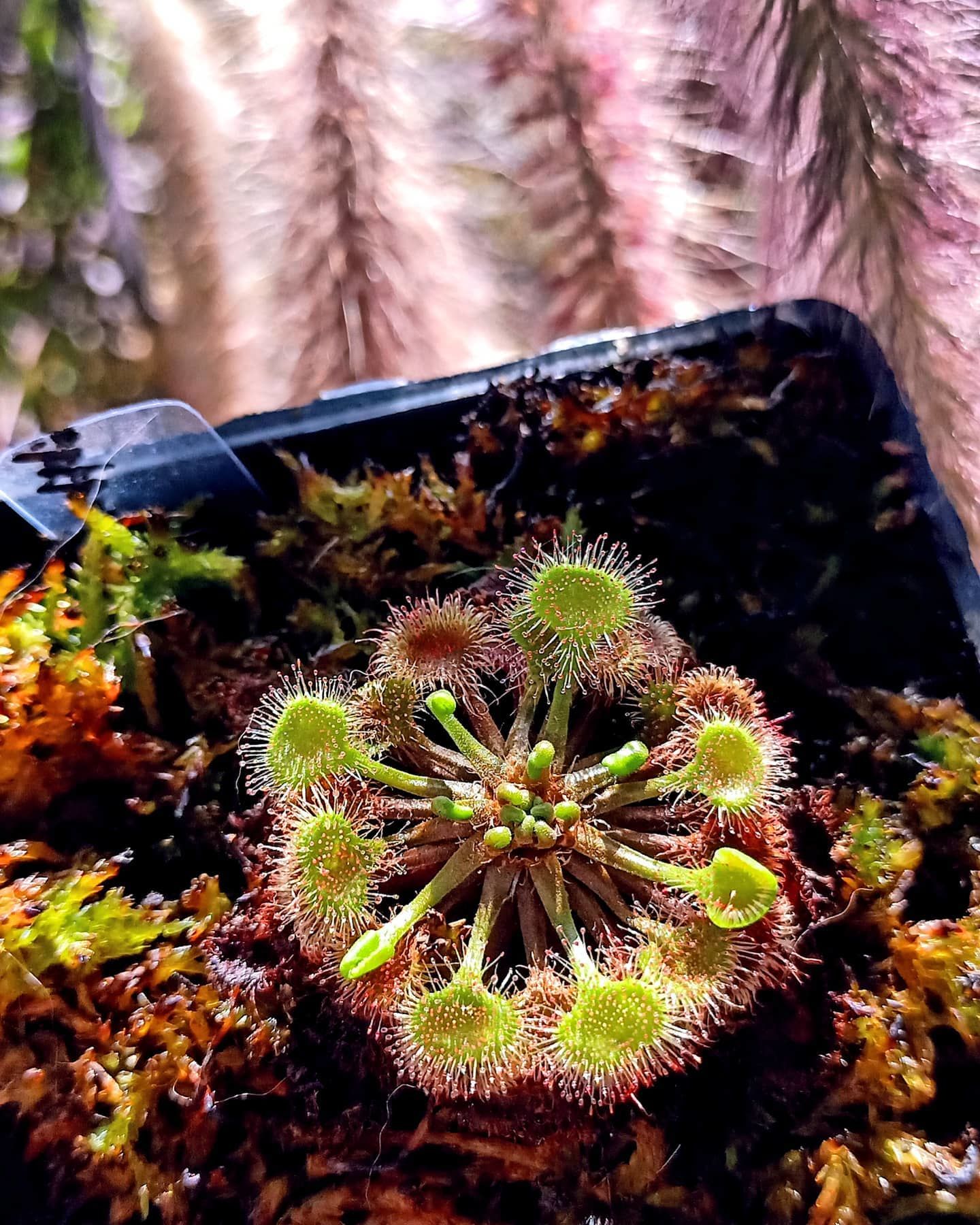 Drosera rotundifolia Roundleaf Sundew