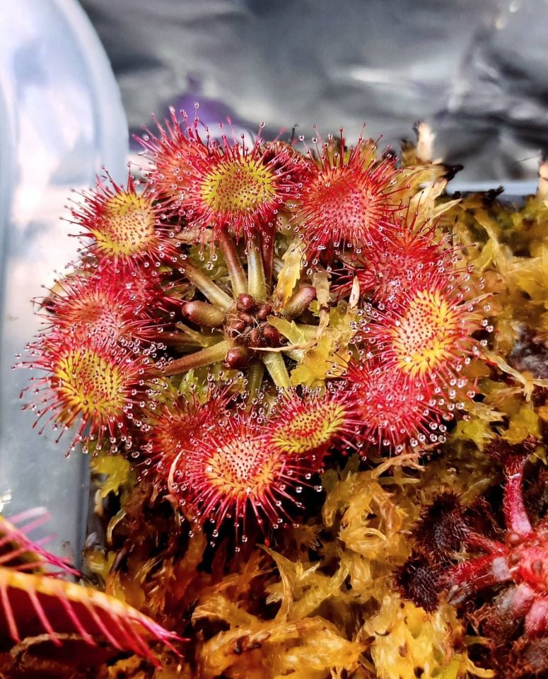 Drosera rotundifolia Roundleaf Sundew
