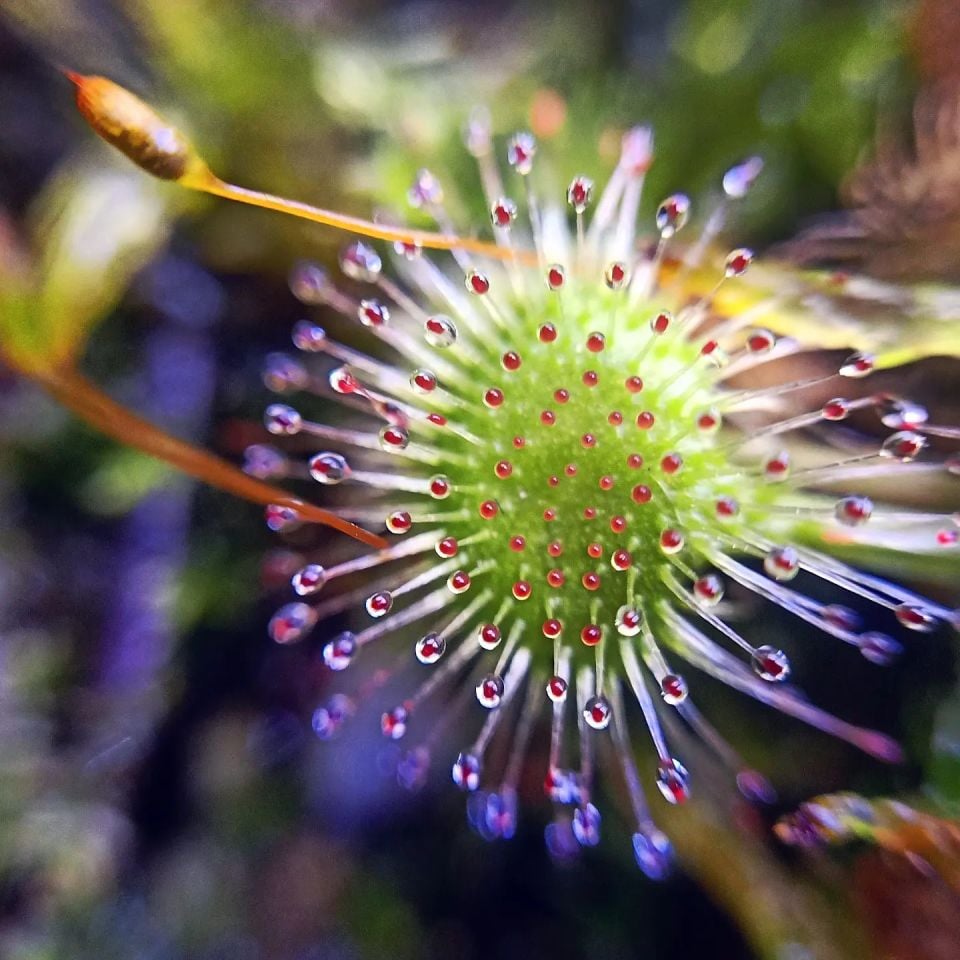 Drosera rotundifolia Roundleaf Sundew