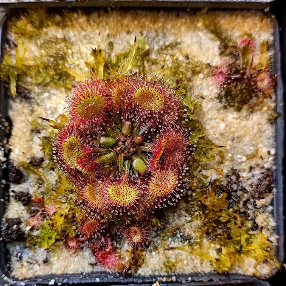 Drosera rotundifolia Roundleaf Sundew