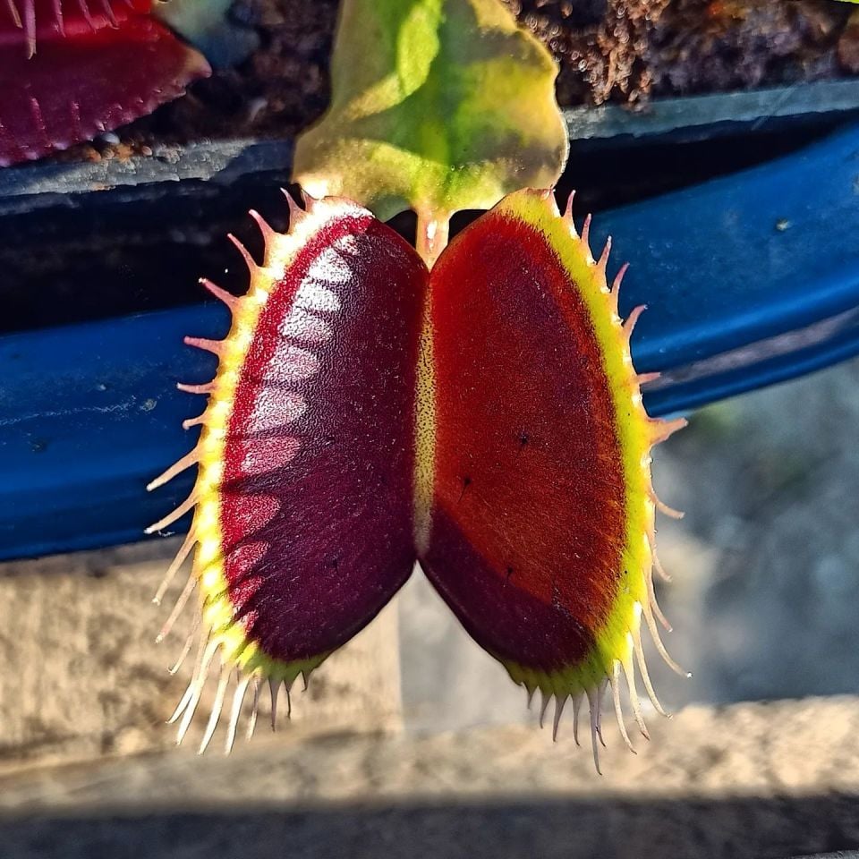 Dionaea muscipula ''G16''