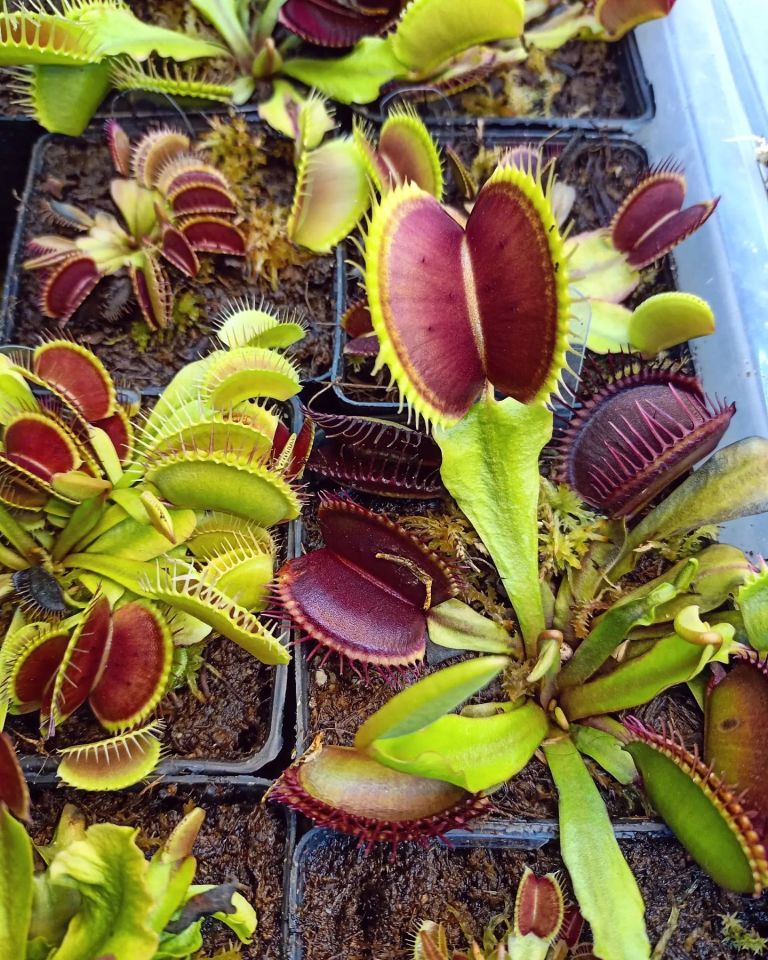 Dionaea muscipula ''G16''