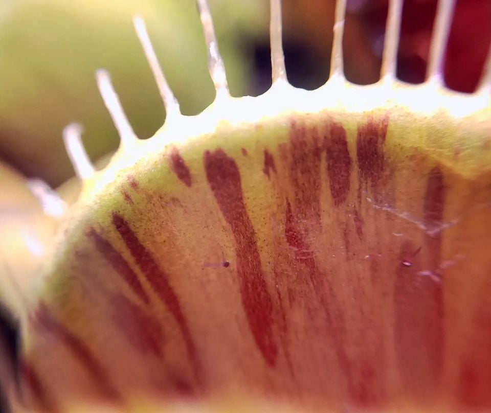 Dionaea muscipula ''patches''