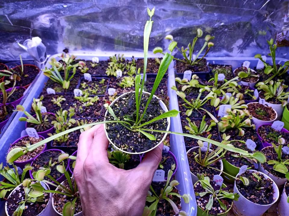 Dionaea muscipula ''creeping death''