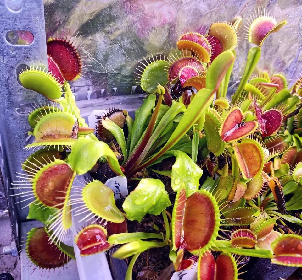 Dionaea muscipula ''titan''