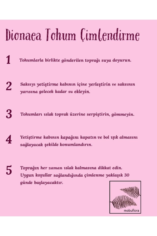 Dionaea muscipula Brutal Shark tohum yetiştirme kiti