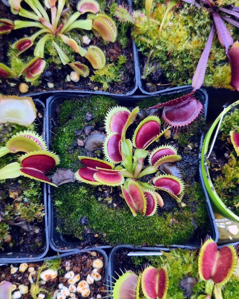 Dionaea muscipula Brutal Shark tohum yetiştirme kiti