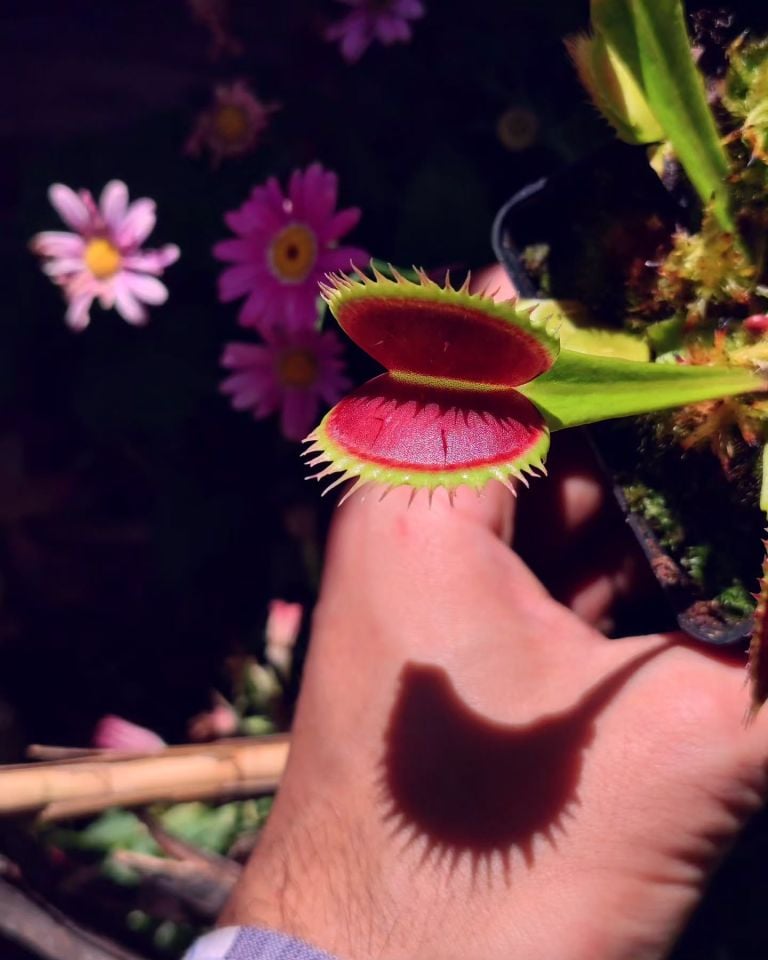 Dionaea muscipula ''UK sawtooth'' Tohum Yetiştirme Kiti