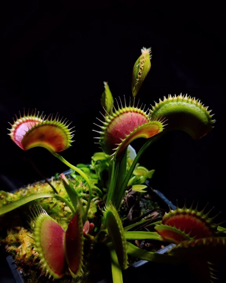 Dionaea muscipula ''Shark Teeth'' Tohum Yetiştirme Kiti