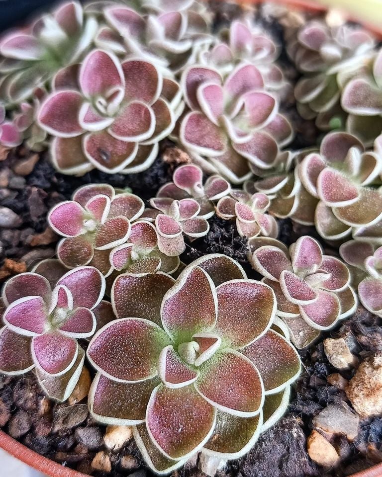 Pinguicula esseriana