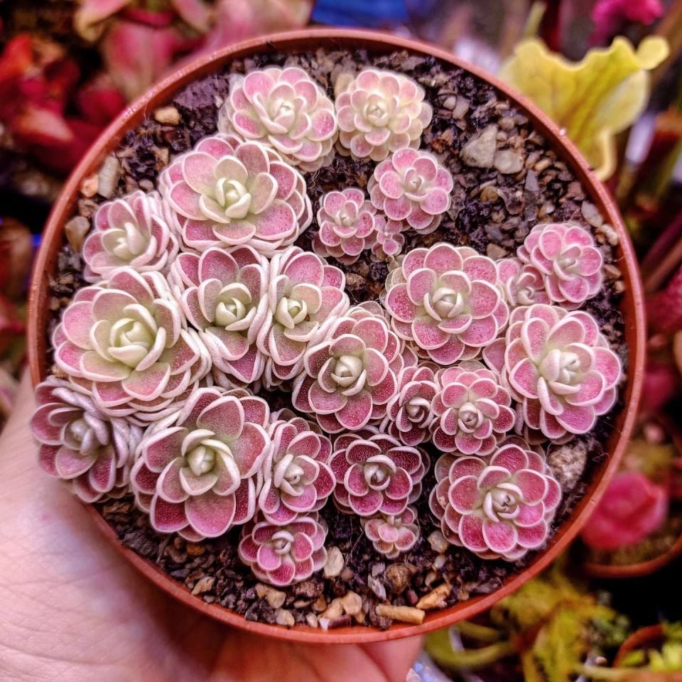Pinguicula esseriana