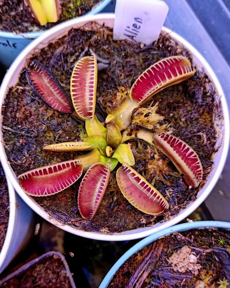 Dionaea muscipula ''alien''