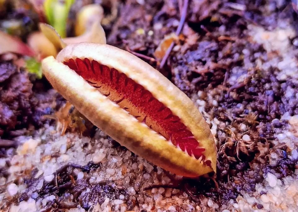 Dionaea muscipula ''alien''