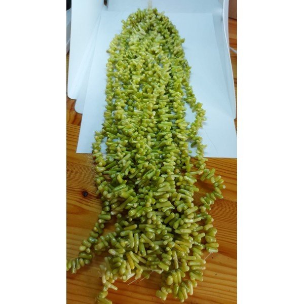 Açık Yeşil Diş Mercan