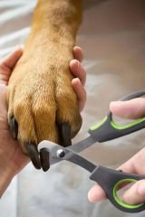 Profesyonel Evcil Hayvan Tırnak Makası, Kaymaz Sap, Paslanmaz Çelik Bıçak, Kediler Ve Köpekler İçin