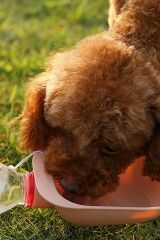 Taşınabilir Evcil Hayvan Su Şişesi Bağlantılı İçme Kabı Sızdırmaz Plastik Kediler ve Köpekler İçin