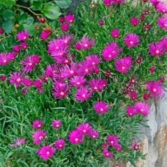 Acem halısı Tohumu - Drosanthemum floribundum