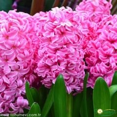 Anna Marie Sümbül Soğanı - Pembe - Hyacinthus