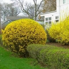 Altın Çanağı Fidanı -  Forsythia Sp.