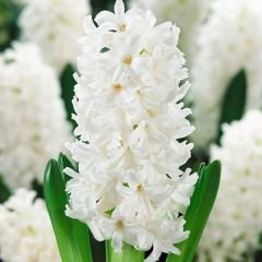 Orientalis Carnegie Sümbül Soğanı - Hyacinthus - Saf Beyaz