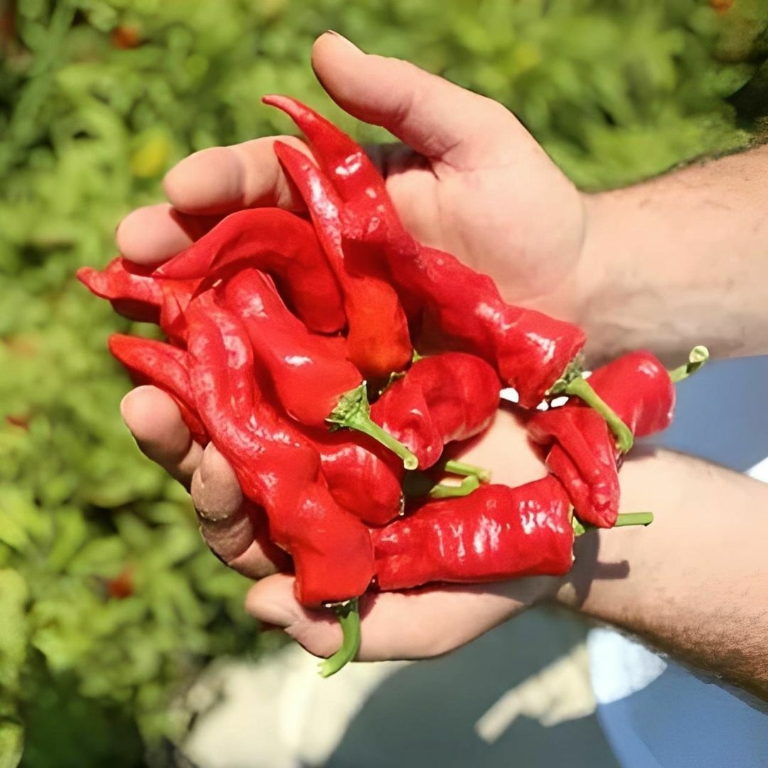 Acı Maraş Biber Tohumu