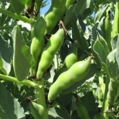 SAKIZ BAKLA TOHUMU – FAVA BEANS SEEDS