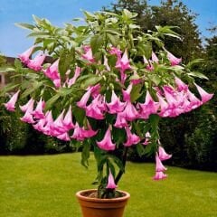 Melekler Borazanı Fidanı Pembe - Brugmansia