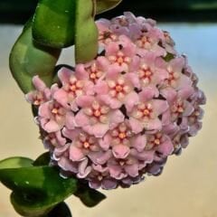 Mum Çiçeği - Bal Mumu Çiçeği - Hoya Carnosa