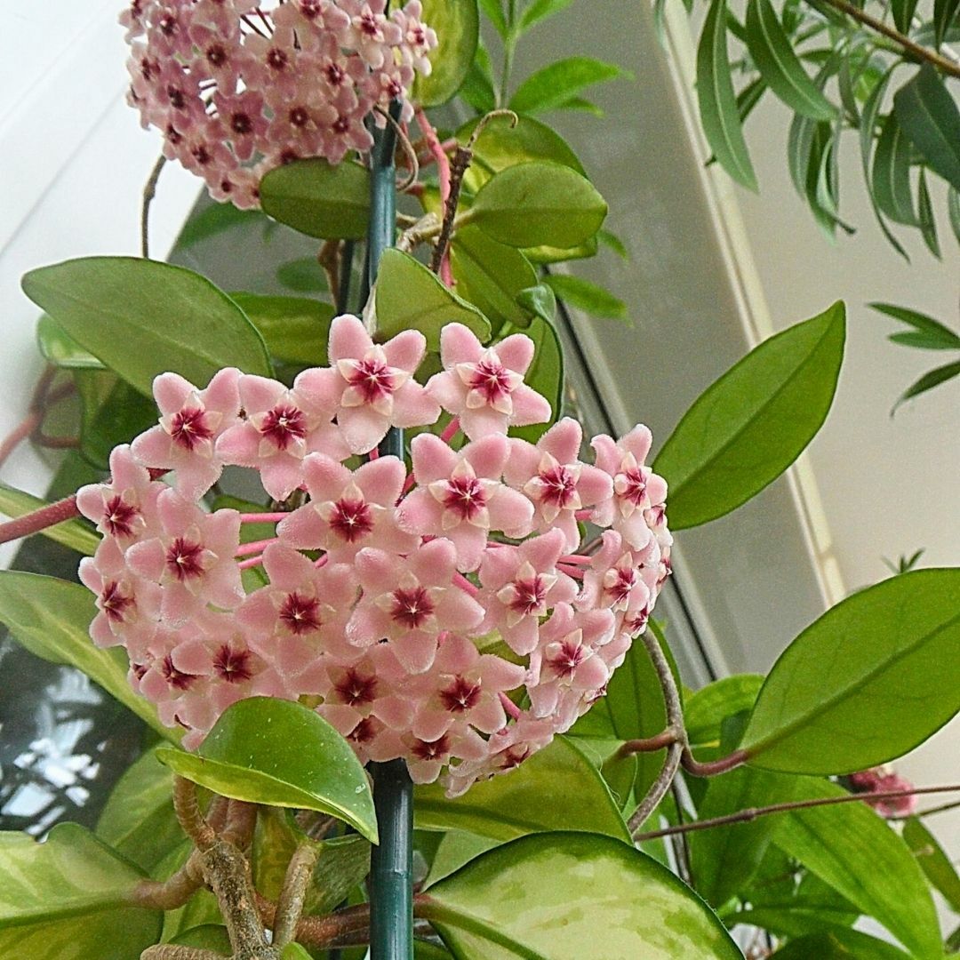 Mum Çiçeği - Bal Mumu Çiçeği - Hoya Carnosa