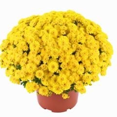 Kasımpatı Çiçeği Mix Saksıda - Krizantem - Chrysanthemum