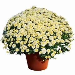 Kasımpatı Çiçeği Mix Saksıda - Krizantem - Chrysanthemum