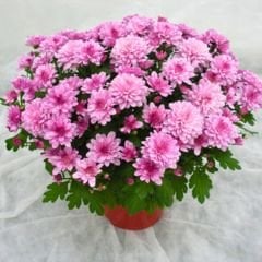 Kasımpatı Çiçeği Mix Saksıda - Krizantem - Chrysanthemum