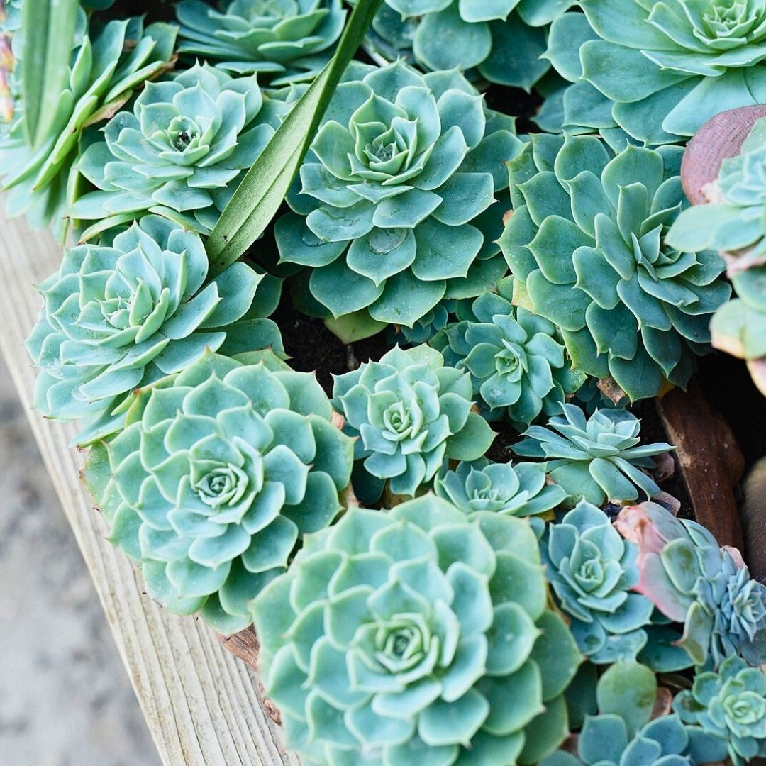 Echeveria Çiçeği - Sukulent