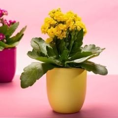 İthal Kalanşo Çiçeği Saksıda Sarı – Kalanchoe