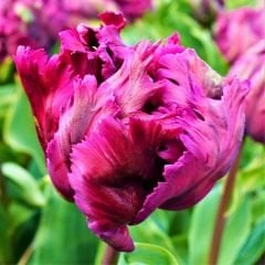 Parrot prince Lale Soğanı – Tulipa