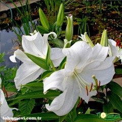 Casablanca Lilium Soğanı - Kazablanka Lilyum