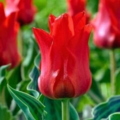 Seadow Triumph Lale Soğanı Kırmızı - Tulipa