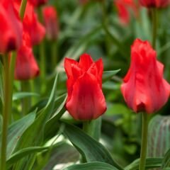 Seadow Triumph Lale Soğanı Kırmızı - Tulipa