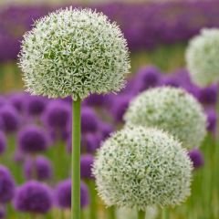 Allium Mount Everest Beyaz – Yumru - Ampul - Kök