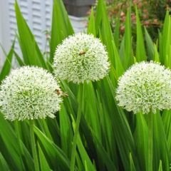 Allium Mount Everest Beyaz – Yumru - Ampul - Kök