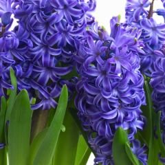 Blue Tropy Sümbül Soğanı  - Mavi - Hyacinthus