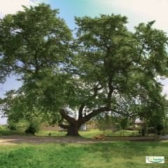 Çınar Ağacı Tohumu – Platanacede