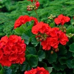 Sardunya Çiçeği Kırmızı - Pelargonium potted Colorama Saksılı