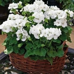 Beyaz Sardunya fidesi - Pelargonium X Zonale - Clasic White