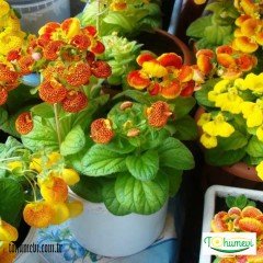 Çanta Çiçeği – Calceolaria