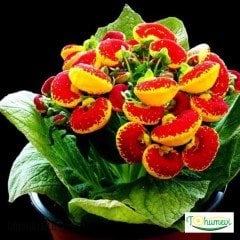 Çanta Çiçeği – Calceolaria