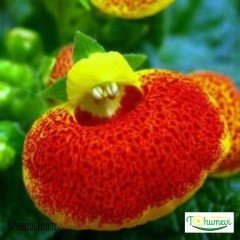 Çanta Çiçeği – Calceolaria