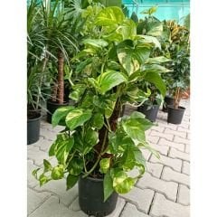 Patos Salon Sarmaşığı Sopalı 60 cm - Golden Pothos - Epipremnum Aureum