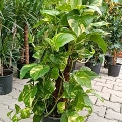 Patos Salon Sarmaşığı Sopalı 60 cm - Golden Pothos - Epipremnum Aureum